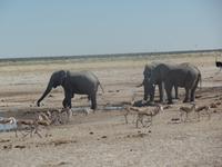 Tage Rundreise Namibia – Die Erlebnistour mit  Kalahari – Fish River-Canyon – Lüderitz – Namib – Swakopmund – Erongo Gebirge – Etosha Nationalpark – Windhoek (1298)