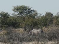 Tage Rundreise Namibia – Die Erlebnistour mit  Kalahari – Fish River-Canyon – Lüderitz – Namib – Swakopmund – Erongo Gebirge – Etosha Nationalpark – Windhoek (1305)