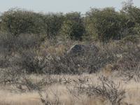 Tage Rundreise Namibia – Die Erlebnistour mit  Kalahari – Fish River-Canyon – Lüderitz – Namib – Swakopmund – Erongo Gebirge – Etosha Nationalpark – Windhoek (1306)