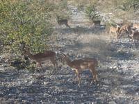 Tage Rundreise Namibia – Die Erlebnistour mit  Kalahari – Fish River-Canyon – Lüderitz – Namib – Swakopmund – Erongo Gebirge – Etosha Nationalpark – Windhoek (1308)