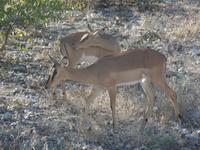 Tage Rundreise Namibia – Die Erlebnistour mit  Kalahari – Fish River-Canyon – Lüderitz – Namib – Swakopmund – Erongo Gebirge – Etosha Nationalpark – Windhoek (1309)