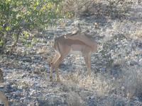 Tage Rundreise Namibia – Die Erlebnistour mit  Kalahari – Fish River-Canyon – Lüderitz – Namib – Swakopmund – Erongo Gebirge – Etosha Nationalpark – Windhoek (1310)