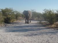 Tage Rundreise Namibia – Die Erlebnistour mit  Kalahari – Fish River-Canyon – Lüderitz – Namib – Swakopmund – Erongo Gebirge – Etosha Nationalpark – Windhoek (1315)