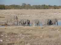 Tage Rundreise Namibia – Die Erlebnistour mit  Kalahari – Fish River-Canyon – Lüderitz – Namib – Swakopmund – Erongo Gebirge – Etosha Nationalpark – Windhoek (1317)