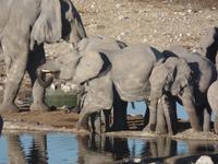 Tage Rundreise Namibia – Die Erlebnistour mit  Kalahari – Fish River-Canyon – Lüderitz – Namib – Swakopmund – Erongo Gebirge – Etosha Nationalpark – Windhoek (1323)