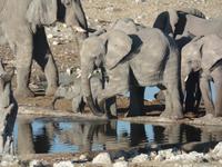 Tage Rundreise Namibia – Die Erlebnistour mit  Kalahari – Fish River-Canyon – Lüderitz – Namib – Swakopmund – Erongo Gebirge – Etosha Nationalpark – Windhoek (1324)