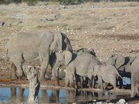 Tage Rundreise Namibia – Die Erlebnistour mit  Kalahari – Fish River-Canyon – Lüderitz – Namib – Swakopmund – Erongo Gebirge – Etosha Nationalpark – Windhoek (1326)