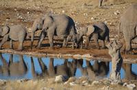 Tage Rundreise Namibia – Die Erlebnistour mit  Kalahari – Fish River-Canyon – Lüderitz – Namib – Swakopmund – Erongo Gebirge – Etosha Nationalpark – Windhoek (1331)