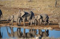 Tage Rundreise Namibia – Die Erlebnistour mit  Kalahari – Fish River-Canyon – Lüderitz – Namib – Swakopmund – Erongo Gebirge – Etosha Nationalpark – Windhoek (1332)