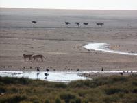 Tage Rundreise Namibia – Die Erlebnistour mit  Kalahari – Fish River-Canyon – Lüderitz – Namib – Swakopmund – Erongo Gebirge – Etosha Nationalpark – Windhoek (1336)