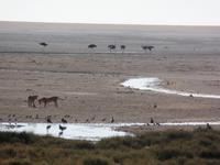 Tage Rundreise Namibia – Die Erlebnistour mit  Kalahari – Fish River-Canyon – Lüderitz – Namib – Swakopmund – Erongo Gebirge – Etosha Nationalpark – Windhoek (1337)