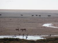 Tage Rundreise Namibia – Die Erlebnistour mit  Kalahari – Fish River-Canyon – Lüderitz – Namib – Swakopmund – Erongo Gebirge – Etosha Nationalpark – Windhoek (1338)