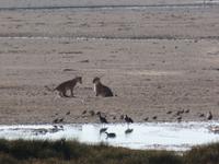 Tage Rundreise Namibia – Die Erlebnistour mit  Kalahari – Fish River-Canyon – Lüderitz – Namib – Swakopmund – Erongo Gebirge – Etosha Nationalpark – Windhoek (1340)