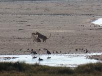 Tage Rundreise Namibia – Die Erlebnistour mit  Kalahari – Fish River-Canyon – Lüderitz – Namib – Swakopmund – Erongo Gebirge – Etosha Nationalpark – Windhoek (1341)