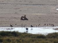 Tage Rundreise Namibia – Die Erlebnistour mit  Kalahari – Fish River-Canyon – Lüderitz – Namib – Swakopmund – Erongo Gebirge – Etosha Nationalpark – Windhoek (1343)