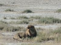 Tage Rundreise Namibia – Die Erlebnistour mit  Kalahari – Fish River-Canyon – Lüderitz – Namib – Swakopmund – Erongo Gebirge – Etosha Nationalpark – Windhoek (1344)