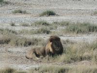 Tage Rundreise Namibia – Die Erlebnistour mit  Kalahari – Fish River-Canyon – Lüderitz – Namib – Swakopmund – Erongo Gebirge – Etosha Nationalpark – Windhoek (1345)