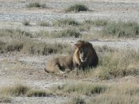 Tage Rundreise Namibia – Die Erlebnistour mit  Kalahari – Fish River-Canyon – Lüderitz – Namib – Swakopmund – Erongo Gebirge – Etosha Nationalpark – Windhoek (1346)