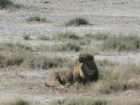 Tage Rundreise Namibia – Die Erlebnistour mit  Kalahari – Fish River-Canyon – Lüderitz – Namib – Swakopmund – Erongo Gebirge – Etosha Nationalpark – Windhoek (1348)