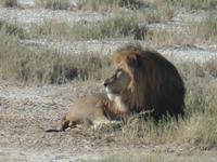 Tage Rundreise Namibia – Die Erlebnistour mit  Kalahari – Fish River-Canyon – Lüderitz – Namib – Swakopmund – Erongo Gebirge – Etosha Nationalpark – Windhoek (1351)