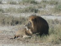 Tage Rundreise Namibia – Die Erlebnistour mit  Kalahari – Fish River-Canyon – Lüderitz – Namib – Swakopmund – Erongo Gebirge – Etosha Nationalpark – Windhoek (1352)