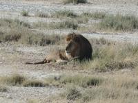 Tage Rundreise Namibia – Die Erlebnistour mit  Kalahari – Fish River-Canyon – Lüderitz – Namib – Swakopmund – Erongo Gebirge – Etosha Nationalpark – Windhoek (1355)