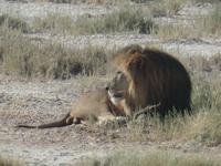 Tage Rundreise Namibia – Die Erlebnistour mit  Kalahari – Fish River-Canyon – Lüderitz – Namib – Swakopmund – Erongo Gebirge – Etosha Nationalpark – Windhoek (1357)