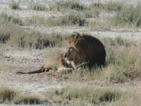 Tage Rundreise Namibia – Die Erlebnistour mit  Kalahari – Fish River-Canyon – Lüderitz – Namib – Swakopmund – Erongo Gebirge – Etosha Nationalpark – Windhoek (1358)
