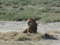 Tage Rundreise Namibia – Die Erlebnistour mit  Kalahari – Fish River-Canyon – Lüderitz – Namib – Swakopmund – Erongo Gebirge – Etosha Nationalpark – Windhoek (1363)