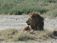 Tage Rundreise Namibia – Die Erlebnistour mit  Kalahari – Fish River-Canyon – Lüderitz – Namib – Swakopmund – Erongo Gebirge – Etosha Nationalpark – Windhoek (1371)