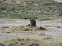 Tage Rundreise Namibia – Die Erlebnistour mit  Kalahari – Fish River-Canyon – Lüderitz – Namib – Swakopmund – Erongo Gebirge – Etosha Nationalpark – Windhoek (1372)