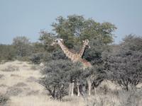Tage Rundreise Namibia – Die Erlebnistour mit  Kalahari – Fish River-Canyon – Lüderitz – Namib – Swakopmund – Erongo Gebirge – Etosha Nationalpark – Windhoek (1376)