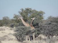 Tage Rundreise Namibia – Die Erlebnistour mit  Kalahari – Fish River-Canyon – Lüderitz – Namib – Swakopmund – Erongo Gebirge – Etosha Nationalpark – Windhoek (1377)