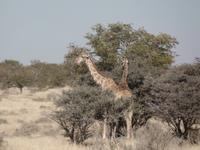 Tage Rundreise Namibia – Die Erlebnistour mit  Kalahari – Fish River-Canyon – Lüderitz – Namib – Swakopmund – Erongo Gebirge – Etosha Nationalpark – Windhoek (1378)