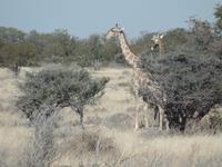Tage Rundreise Namibia – Die Erlebnistour mit  Kalahari – Fish River-Canyon – Lüderitz – Namib – Swakopmund – Erongo Gebirge – Etosha Nationalpark – Windhoek (1379)