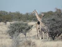 Tage Rundreise Namibia – Die Erlebnistour mit  Kalahari – Fish River-Canyon – Lüderitz – Namib – Swakopmund – Erongo Gebirge – Etosha Nationalpark – Windhoek (1380)