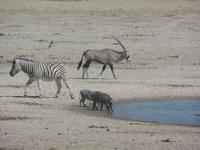 Tage Rundreise Namibia – Die Erlebnistour mit  Kalahari – Fish River-Canyon – Lüderitz – Namib – Swakopmund – Erongo Gebirge – Etosha Nationalpark – Windhoek (1381)