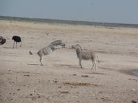 Tage Rundreise Namibia – Die Erlebnistour mit  Kalahari – Fish River-Canyon – Lüderitz – Namib – Swakopmund – Erongo Gebirge – Etosha Nationalpark – Windhoek (1382)