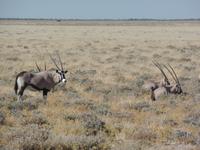 Tage Rundreise Namibia – Die Erlebnistour mit  Kalahari – Fish River-Canyon – Lüderitz – Namib – Swakopmund – Erongo Gebirge – Etosha Nationalpark – Windhoek (1385)