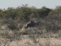 Tage Rundreise Namibia – Die Erlebnistour mit  Kalahari – Fish River-Canyon – Lüderitz – Namib – Swakopmund – Erongo Gebirge – Etosha Nationalpark – Windhoek (1387)