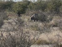 Tage Rundreise Namibia – Die Erlebnistour mit  Kalahari – Fish River-Canyon – Lüderitz – Namib – Swakopmund – Erongo Gebirge – Etosha Nationalpark – Windhoek (1388)