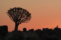 Tage Rundreise Namibia – Die Erlebnistour mit  Kalahari – Fish River-Canyon – Lüderitz – Namib – Swakopmund – Erongo Gebirge – Etosha Nationalpark – Windhoek (1391)