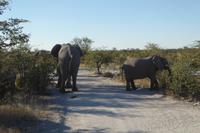 Tage Rundreise Namibia – Die Erlebnistour mit  Kalahari – Fish River-Canyon – Lüderitz – Namib – Swakopmund – Erongo Gebirge – Etosha Nationalpark – Windhoek (1396)