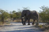Tage Rundreise Namibia – Die Erlebnistour mit  Kalahari – Fish River-Canyon – Lüderitz – Namib – Swakopmund – Erongo Gebirge – Etosha Nationalpark – Windhoek (1397)