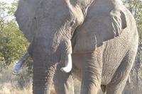 Tage Rundreise Namibia – Die Erlebnistour mit  Kalahari – Fish River-Canyon – Lüderitz – Namib – Swakopmund – Erongo Gebirge – Etosha Nationalpark – Windhoek (1398)