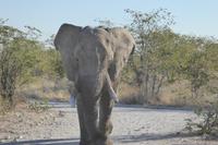 Tage Rundreise Namibia – Die Erlebnistour mit  Kalahari – Fish River-Canyon – Lüderitz – Namib – Swakopmund – Erongo Gebirge – Etosha Nationalpark – Windhoek (1399)