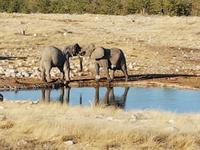 Tage Rundreise Namibia – Die Erlebnistour mit  Kalahari – Fish River-Canyon – Lüderitz – Namib – Swakopmund – Erongo Gebirge – Etosha Nationalpark – Windhoek (1460)