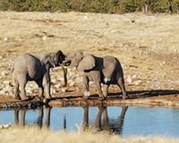 Tage Rundreise Namibia – Die Erlebnistour mit  Kalahari – Fish River-Canyon – Lüderitz – Namib – Swakopmund – Erongo Gebirge – Etosha Nationalpark – Windhoek (1466)