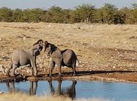Tage Rundreise Namibia – Die Erlebnistour mit  Kalahari – Fish River-Canyon – Lüderitz – Namib – Swakopmund – Erongo Gebirge – Etosha Nationalpark – Windhoek (1467)