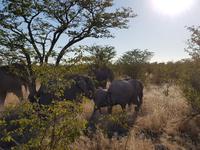 Tage Rundreise Namibia – Die Erlebnistour mit  Kalahari – Fish River-Canyon – Lüderitz – Namib – Swakopmund – Erongo Gebirge – Etosha Nationalpark – Windhoek (1468)